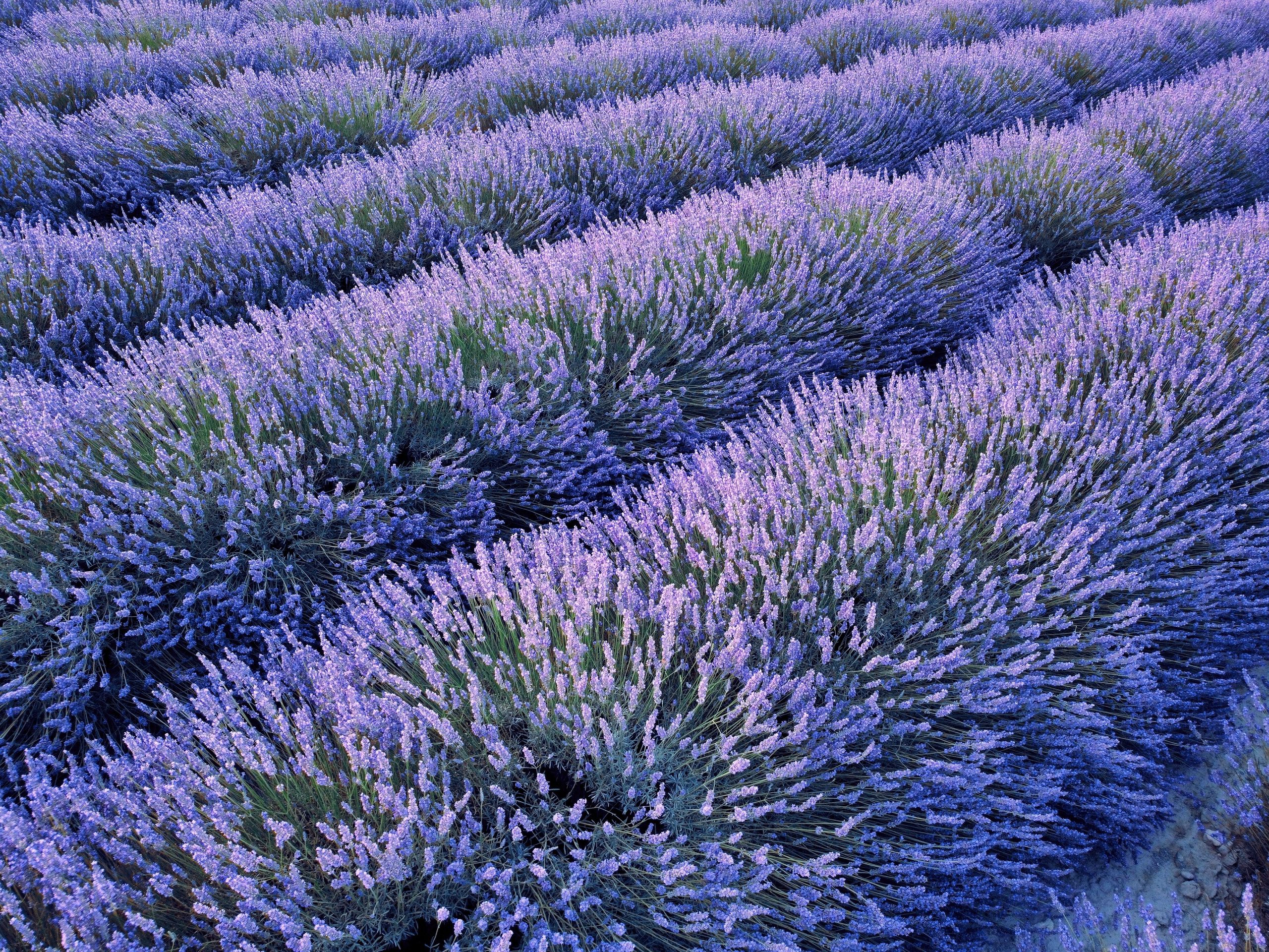 Paysage du Luberon
